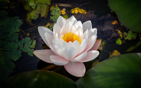 Lotus flowers