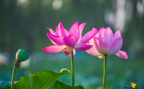 Lotus flowers