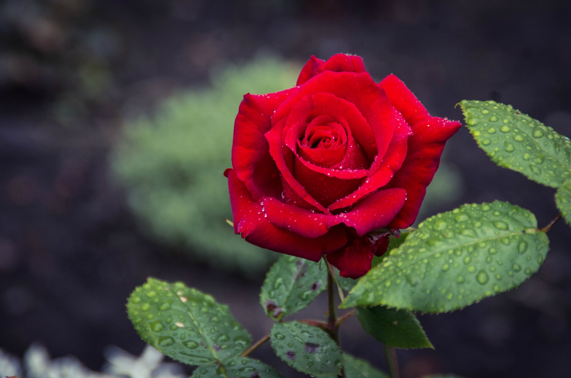Rose Flower