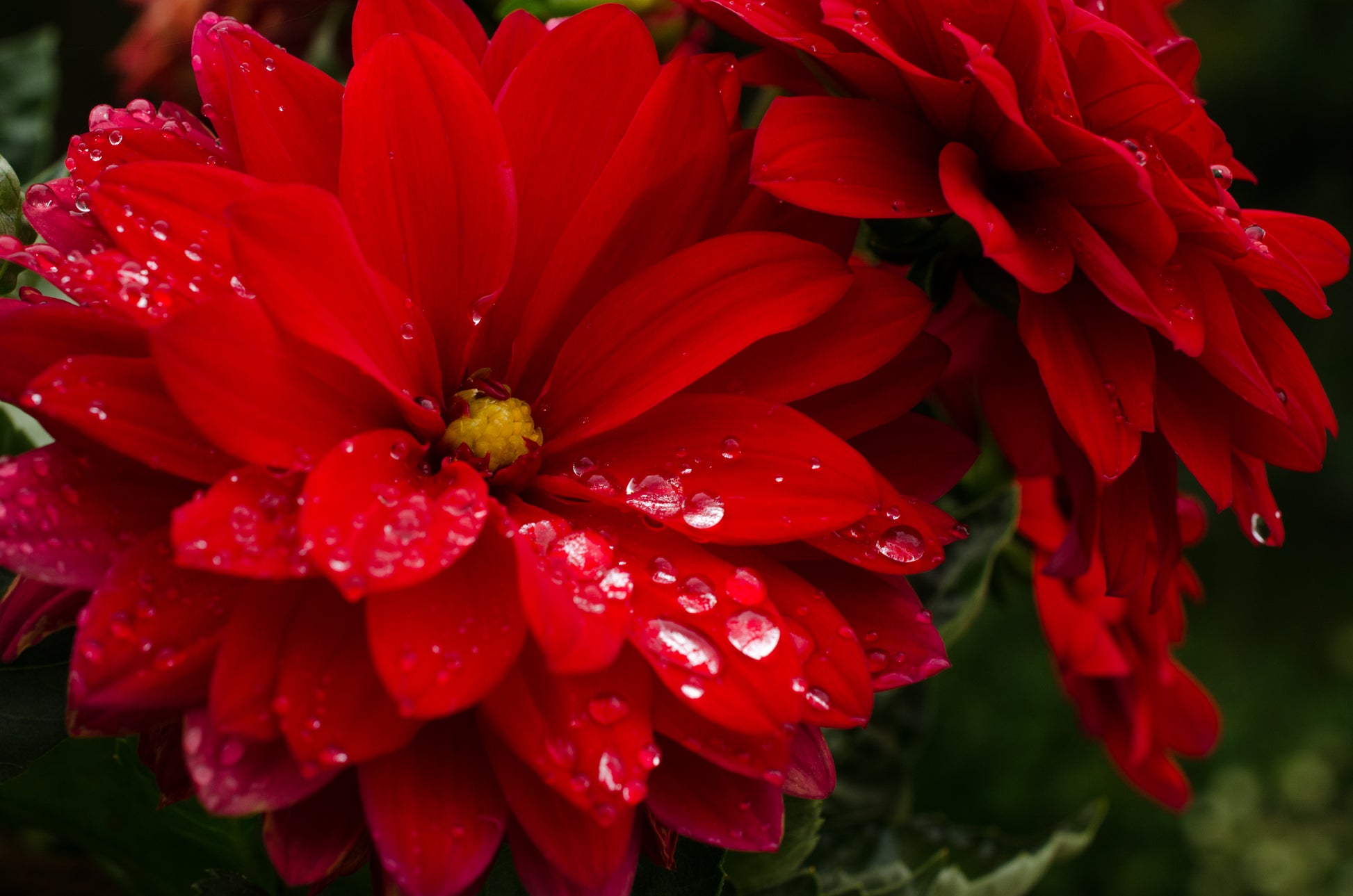 Red flowers