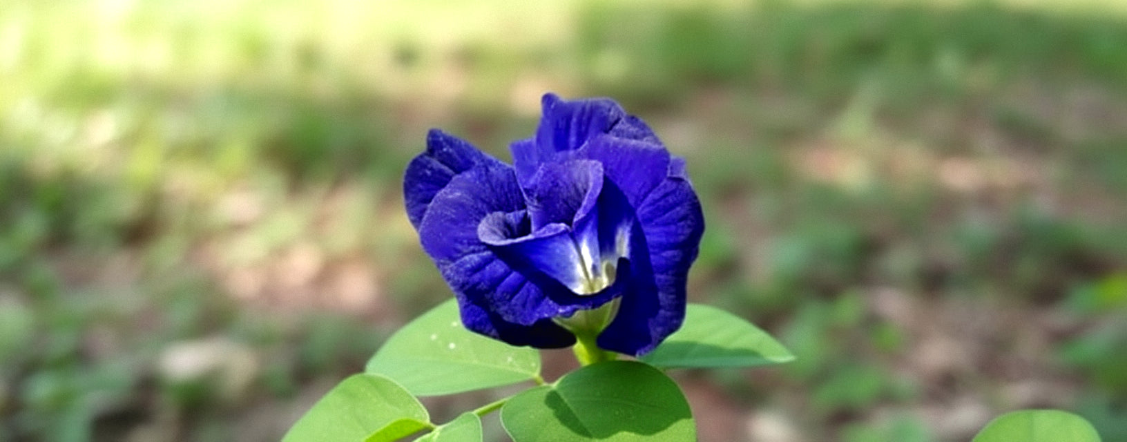 Blue Flowers