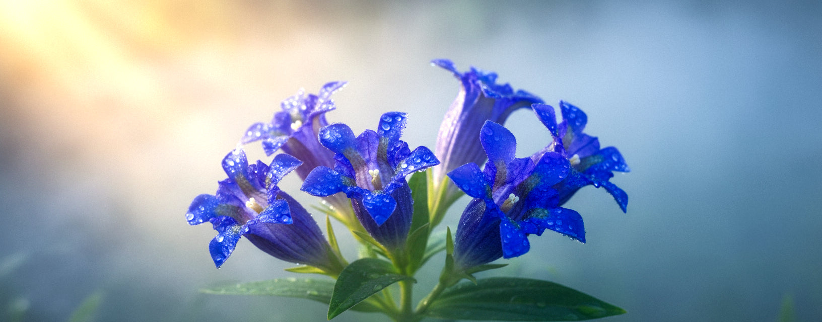 Blue Flowers