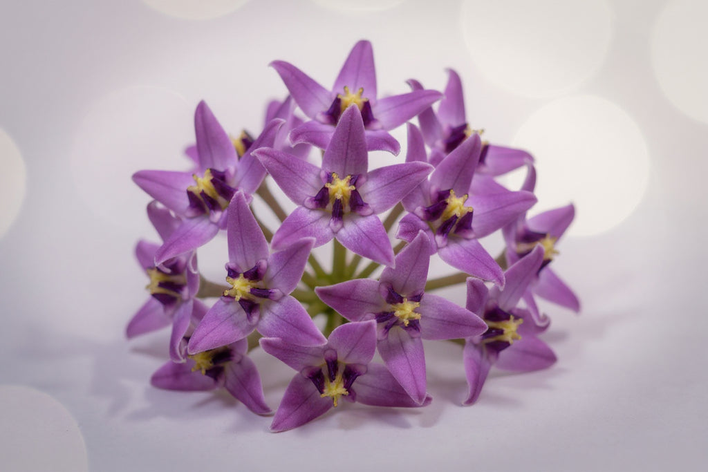 Mandar Flower