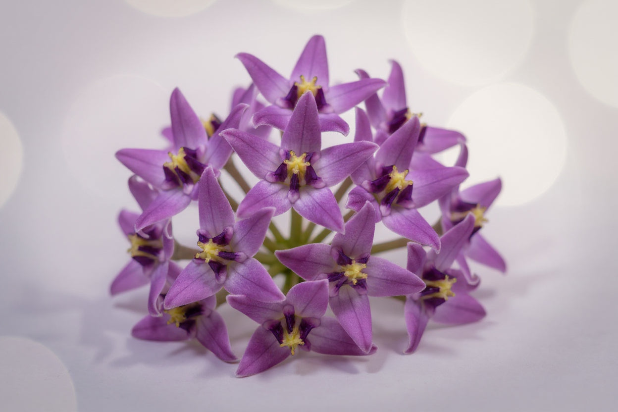 Mandar Flower