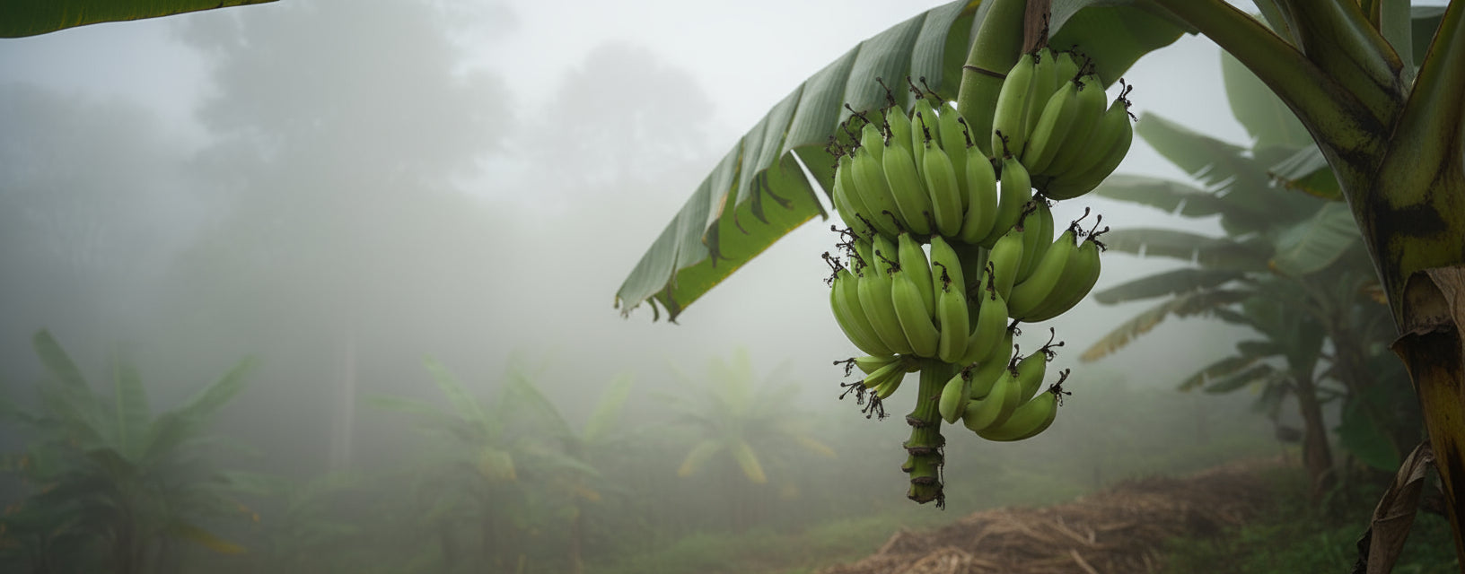 Hara Kela