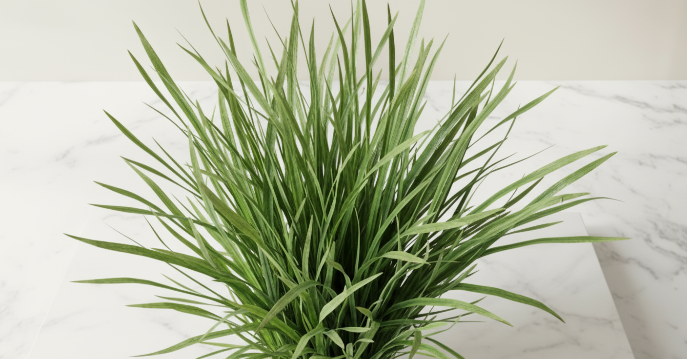 Kush grass (darbha)