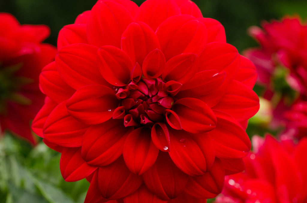 Red flowers