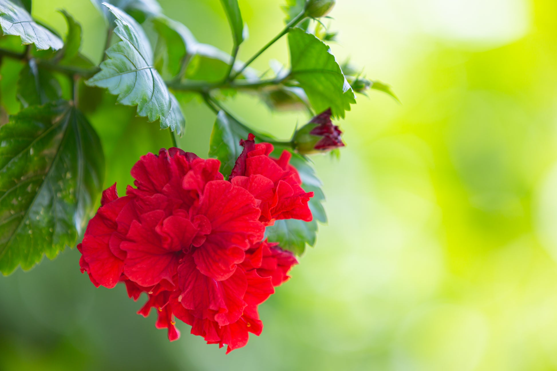 hibiscus